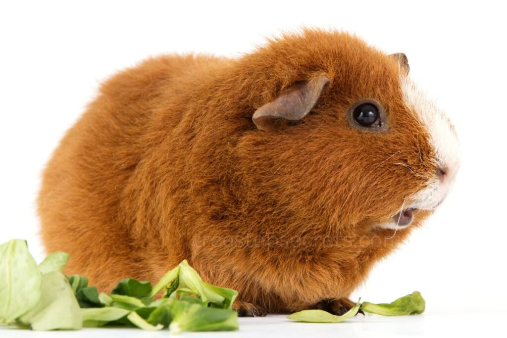 Recommended Salad Mixes for Guinea Pigs