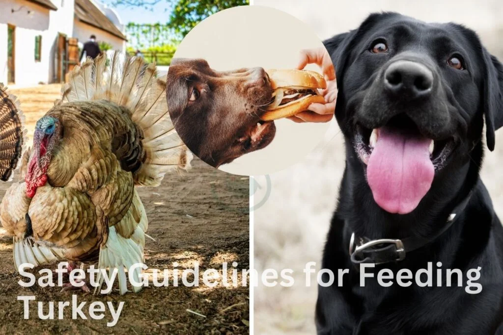 Safety Guidelines for Feeding Turkey