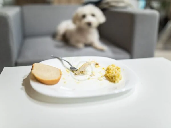 Should Dogs Eat Bread? Understanding Nutritional Impact