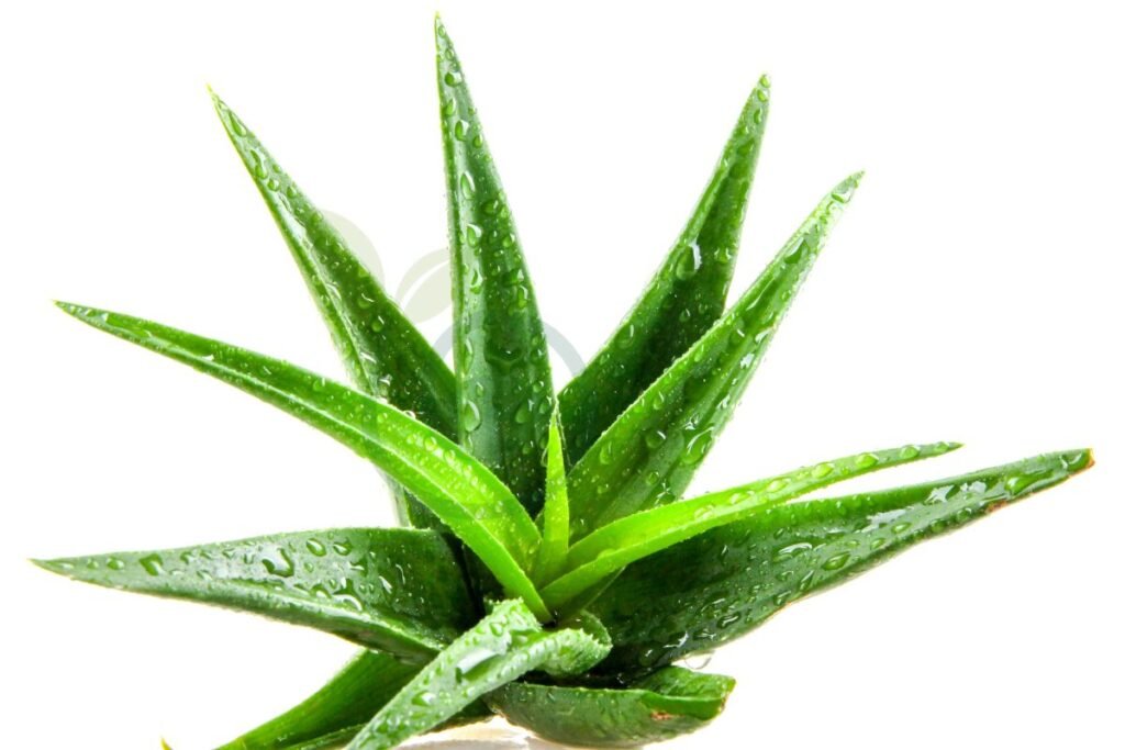 Signs of a Healthy Aloe Plant
