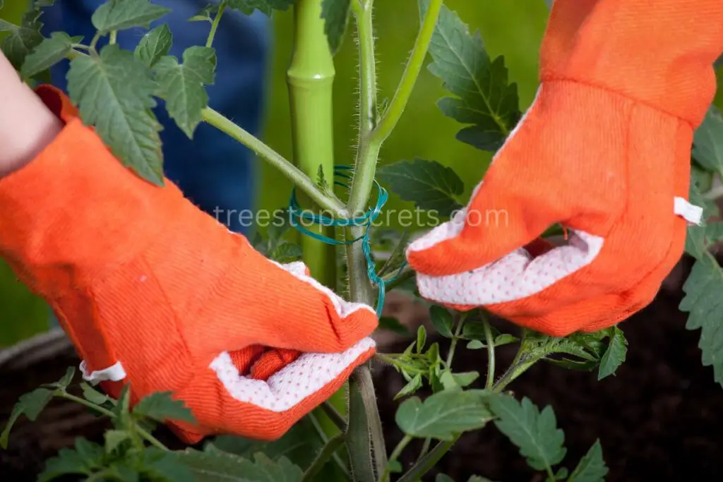 Staking and Support Tomatoes