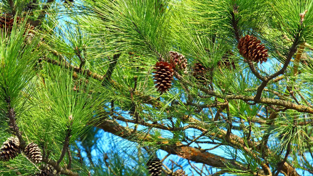 How to Start a Pine Tree from a Pine Cone: A Step-by-Step Guide