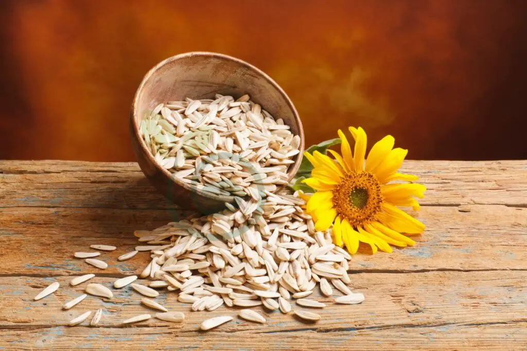 Sunflower Seeds Overview