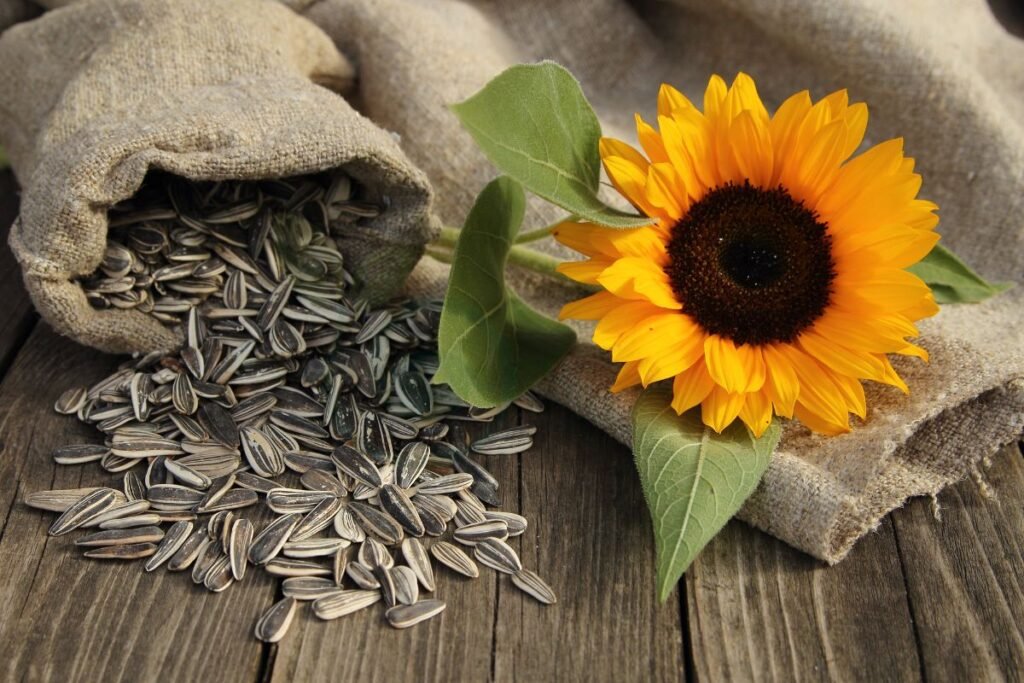 Sunflower Seeds Storage Best Practices