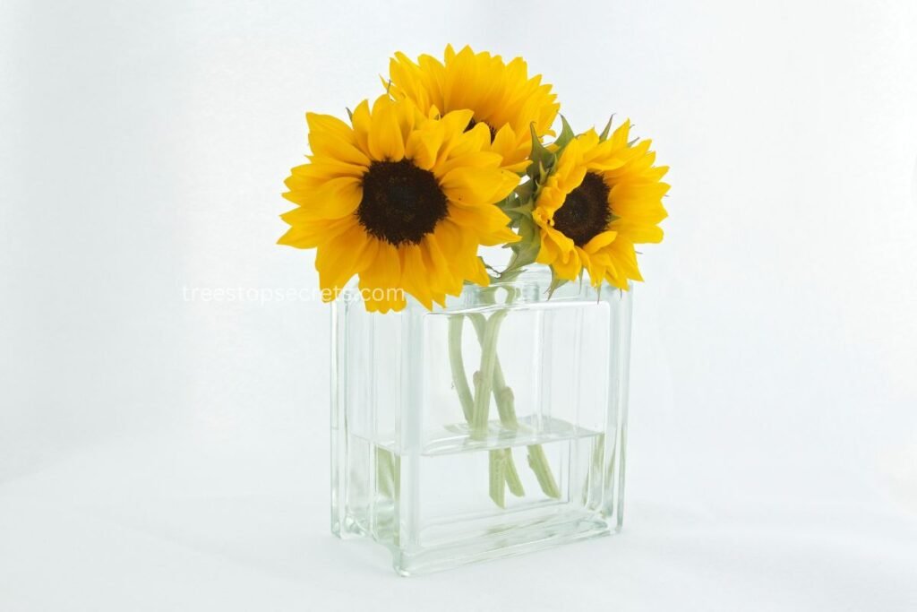 Sunflowers Nutrient Additives for Longevity for Vases