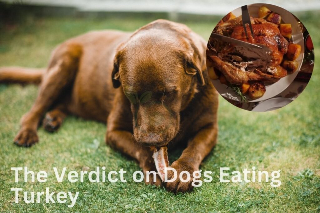 The Verdict on Dogs Eating Turkey