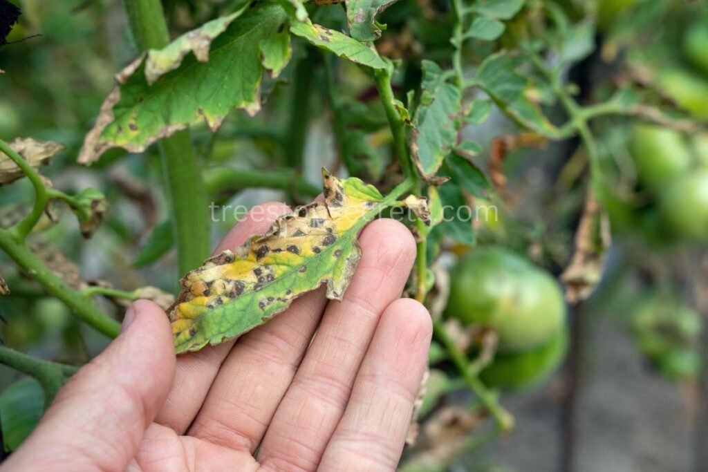 Tomatoes Common Pests and Diseases