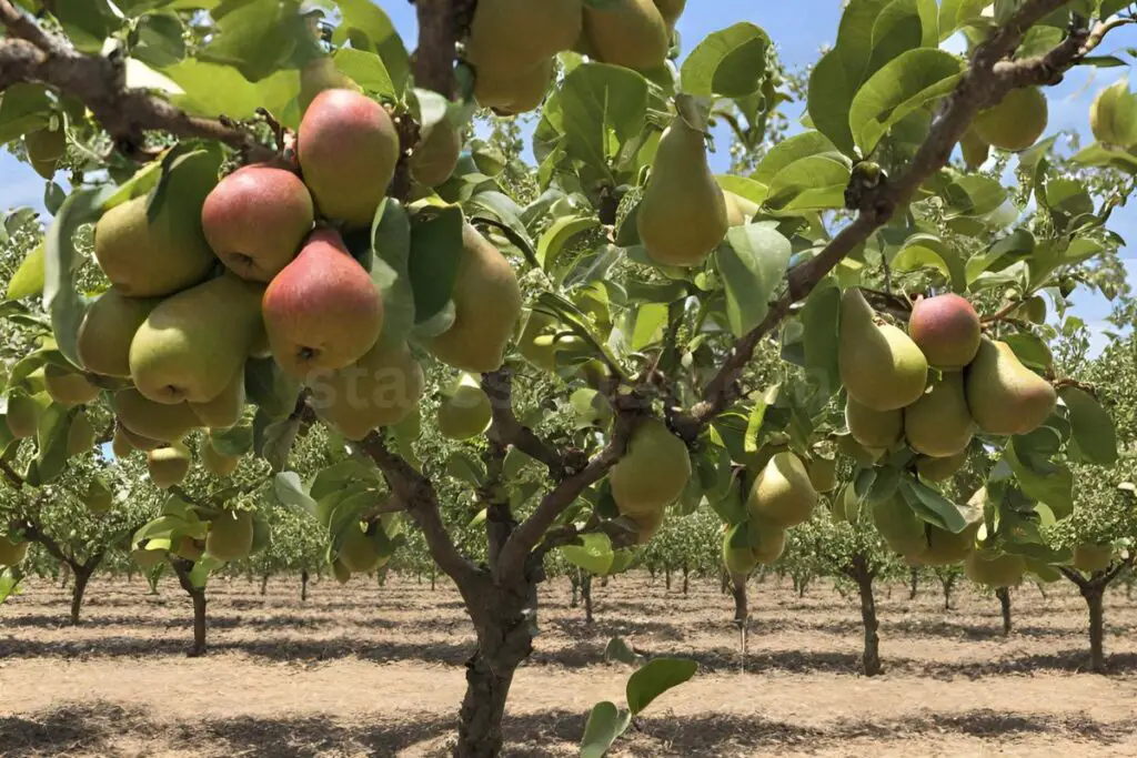 Training Pear Trees With Central Leader System