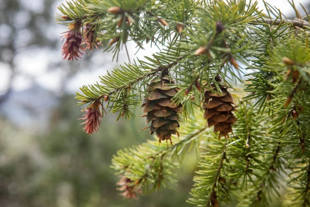 Trees producing pine cones