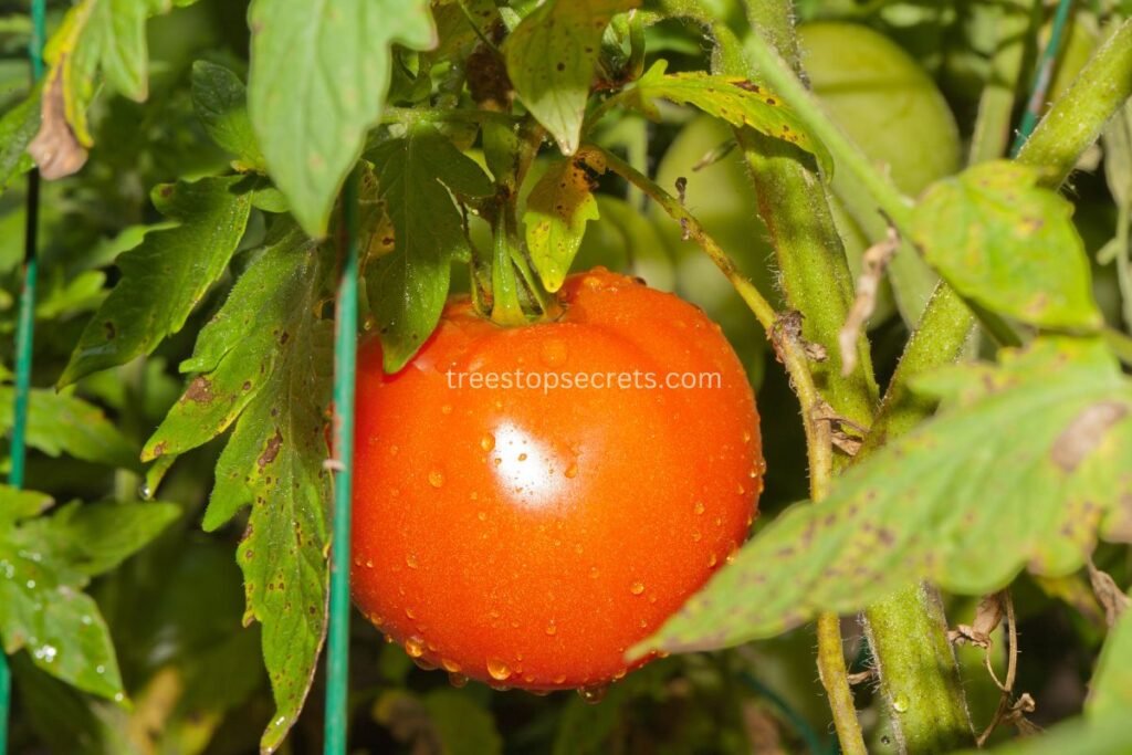 Troubleshooting Low Yield Issues of Beefsteak Tomatoes