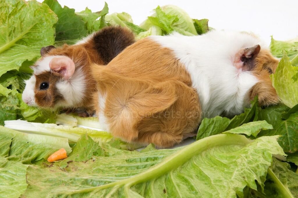 Types of Lettuce Suitable for Guinea Pigs