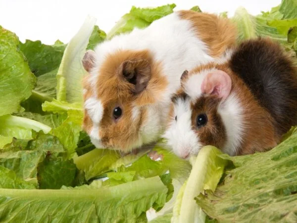 What Kind of Lettuce Can Guinea Pigs Eat? A Nutritional Guide
