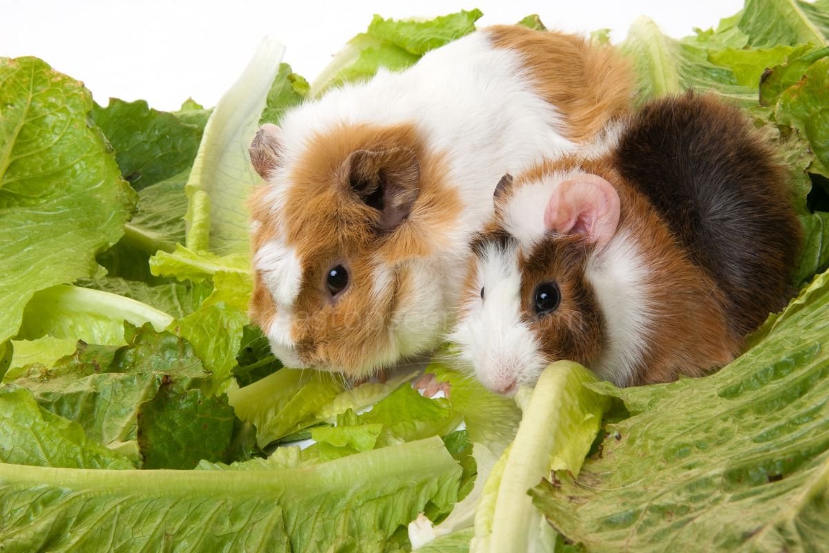What Kind of Lettuce Can Guinea Pigs Eat? A Nutritional Guide