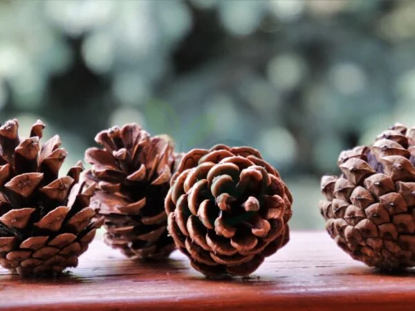 What Kind of Trees Have Pine Cones: Exploring Growth, Uses & Ecology