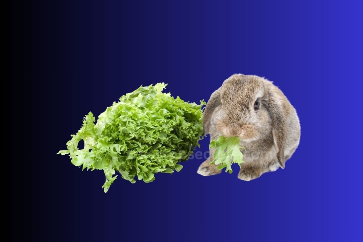 What Lettuce Can Rabbits Eat: Understanding Rabbit Diets