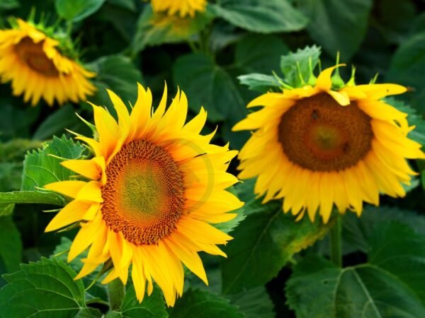 When Do You Harvest Sunflower Seeds: Tips and Techniques