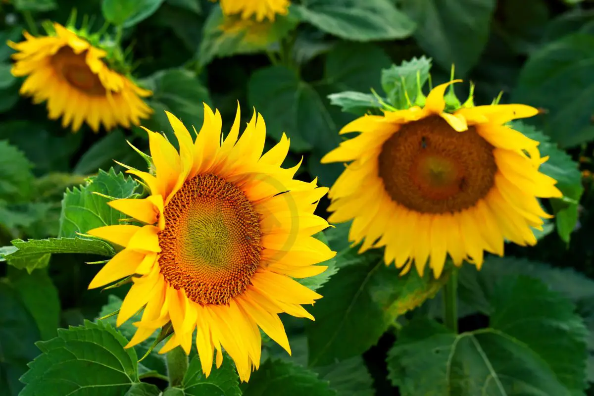 When Do You Harvest Sunflower Seeds: Tips and Techniques