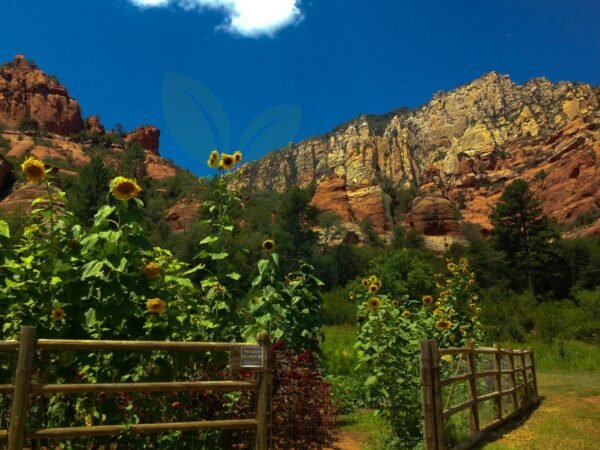 When to Plant Sunflowers in Arizona: Tips & Best Time