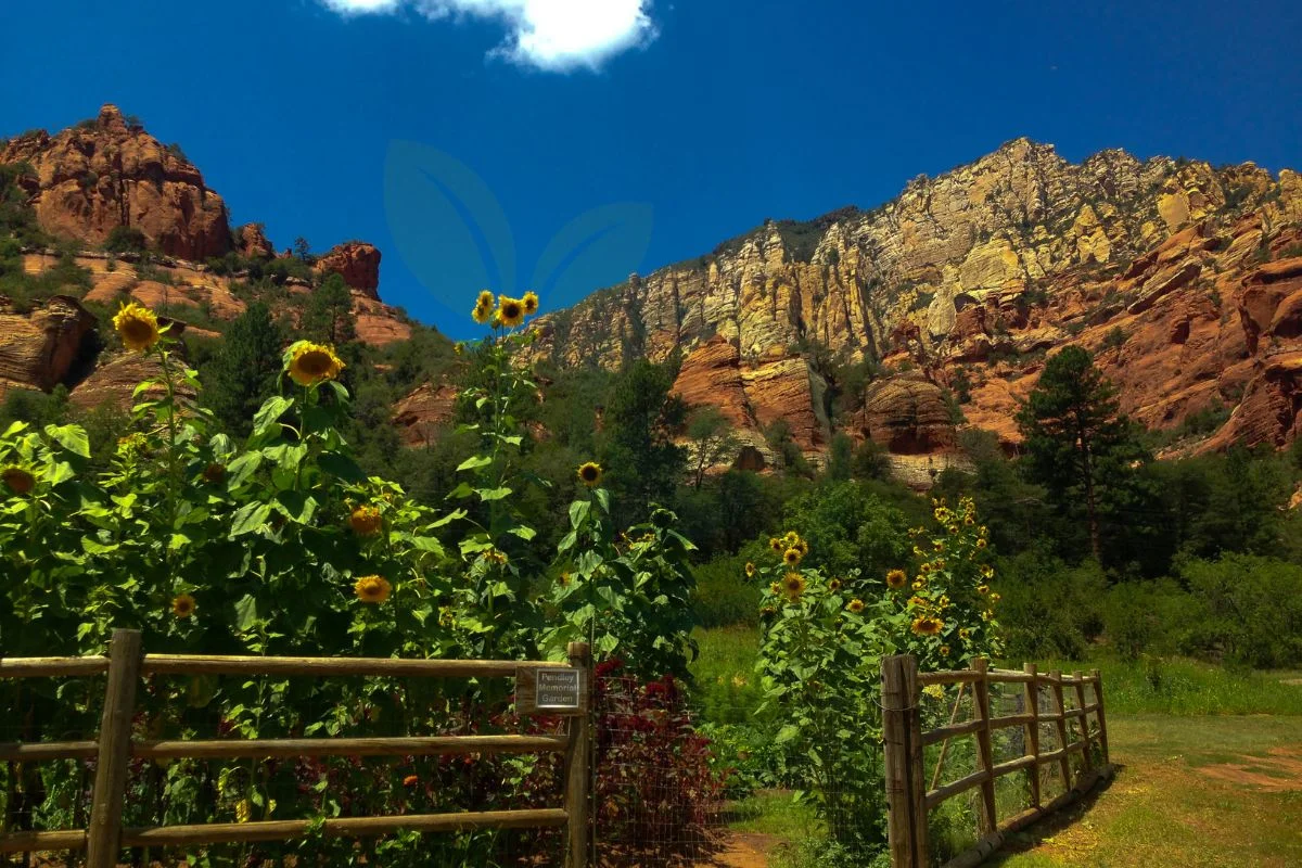 When to Plant Sunflowers in Arizona: Tips & Best Time