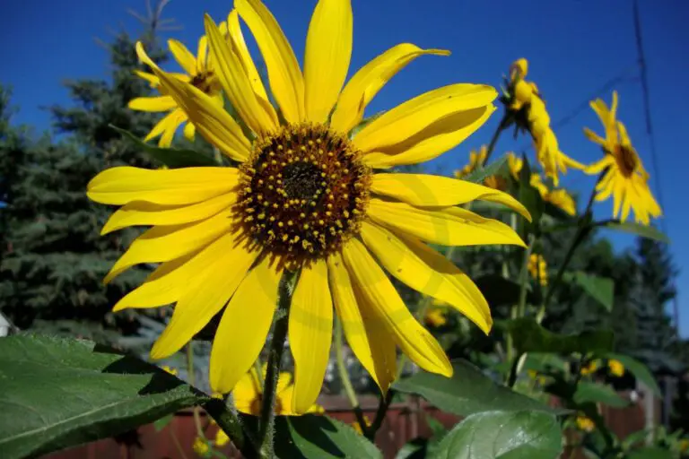 When To Plant Sunflowers In Arizona Tips & Best Time