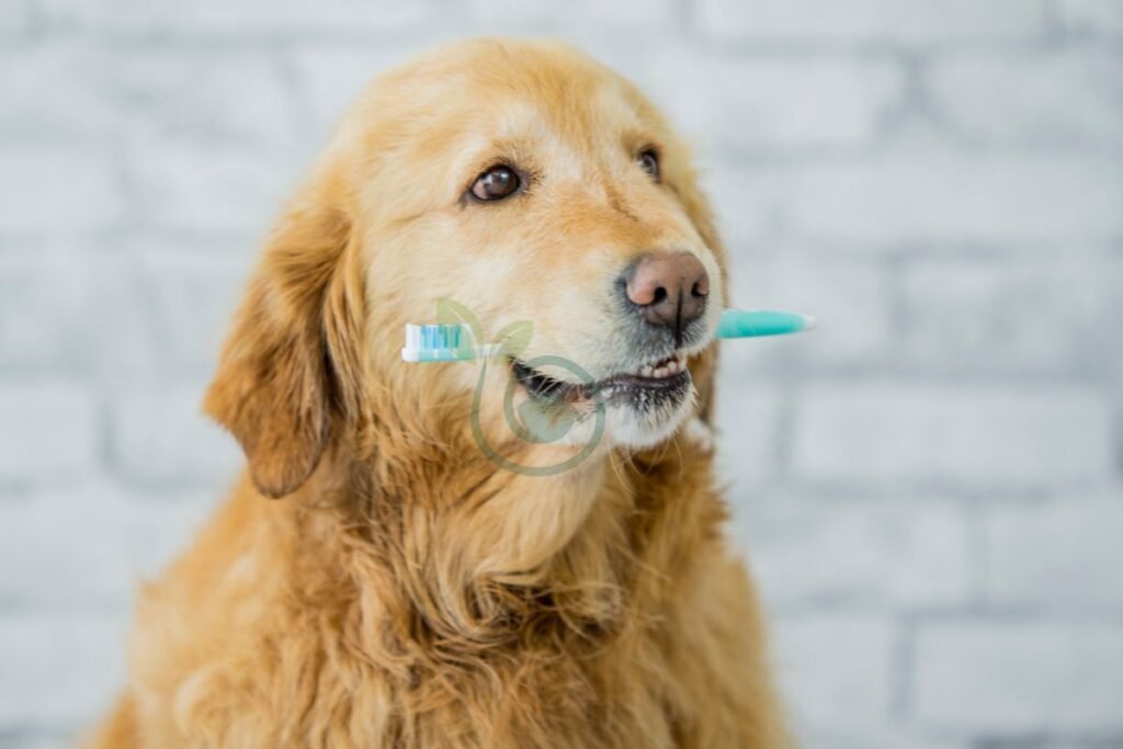 dog Dental Health Considerations