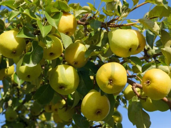 Where to Buy Asian Pear Tree: Varieties, Pricing, and Care
