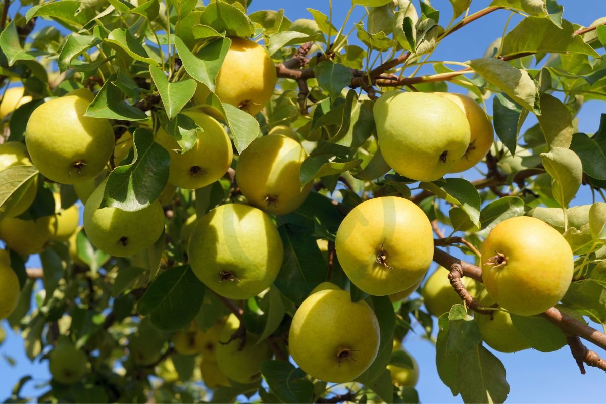 Where to Buy Asian Pear Tree: Varieties, Pricing, and Care