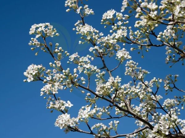 Why Do Callery Pear Trees Smell? Unraveling the Mystery
