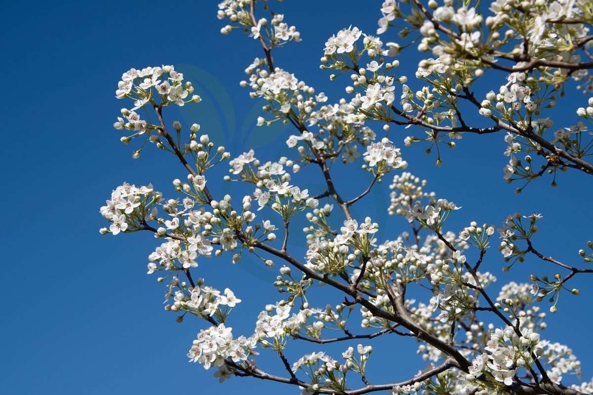 Why Do Callery Pear Trees Smell? Unraveling the Mystery