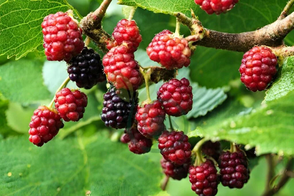 Identifying Mulberries