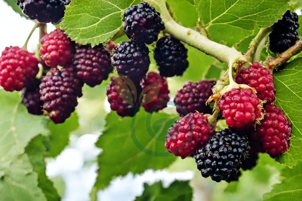 Consuming Mulberries