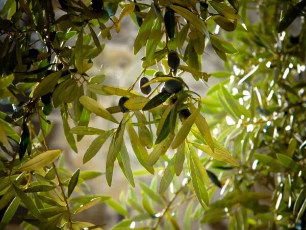 Can You Eat Olives Straight Off the Tree? Olive Basics & Safety Guide