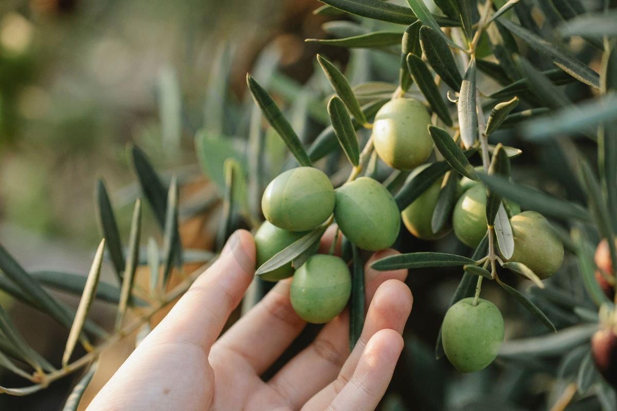 Can You Grow Olive Trees in Florida? Best Practices & Tips