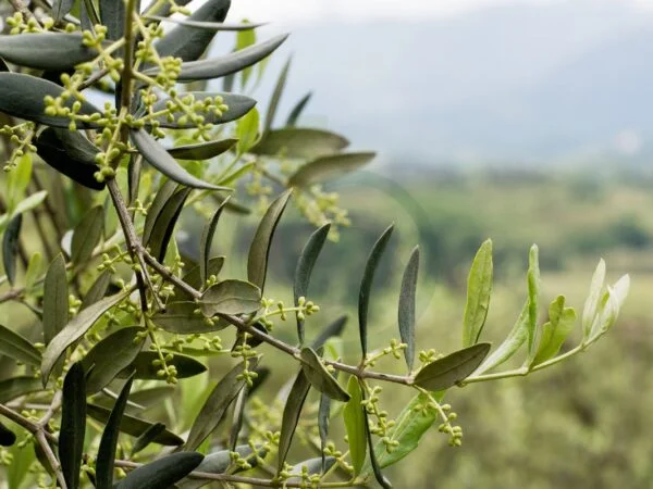 Can You Grow Olive Trees in Georgia? Best Areas & Tips