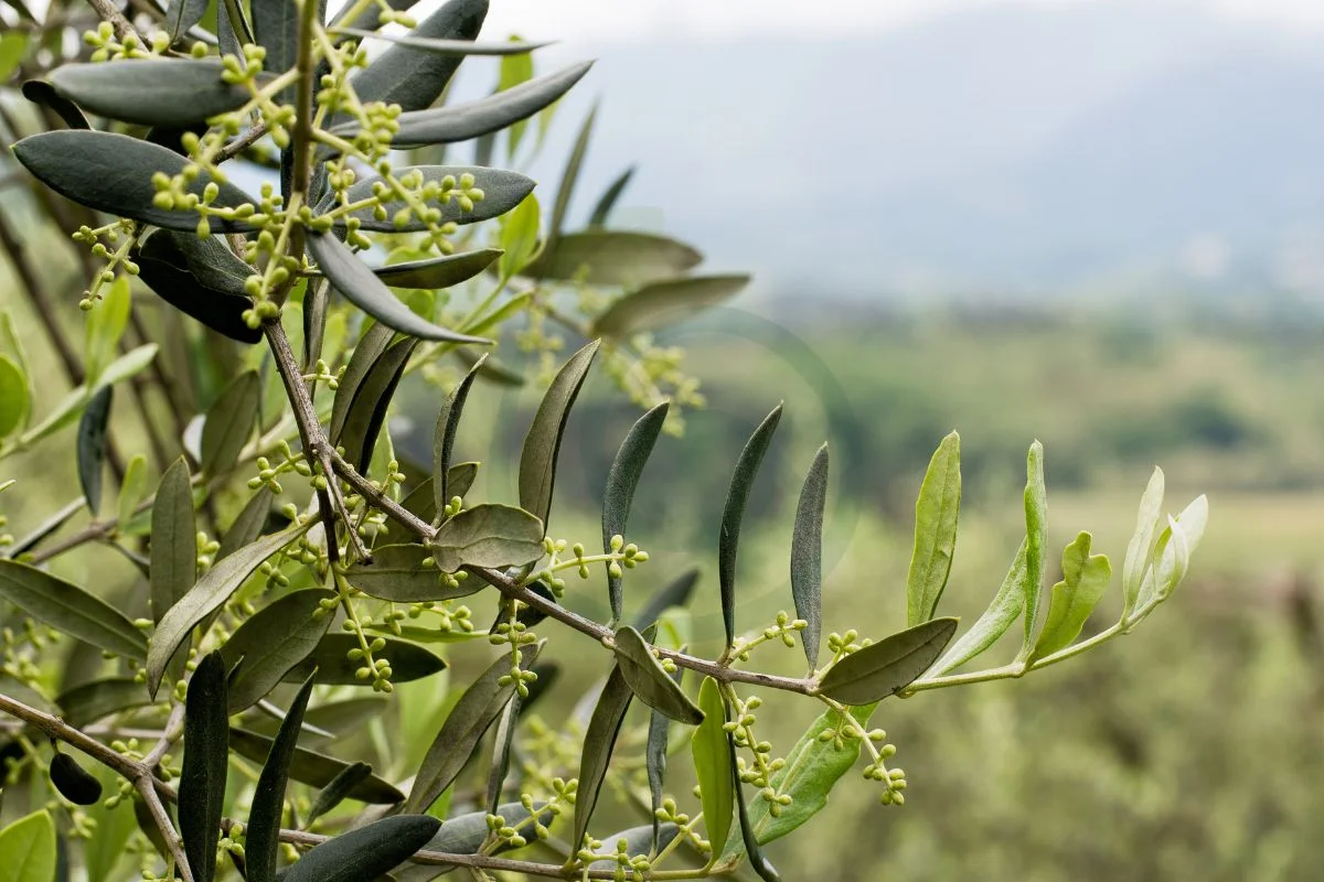 Can You Grow Olive Trees in Georgia? Best Areas & Tips