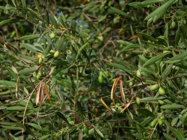 Can You Grow Olive Trees in Texas? Tips for Success