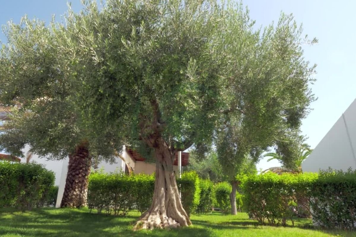 Can You Grow Olive Trees in UK: Feasibility & Care Guide