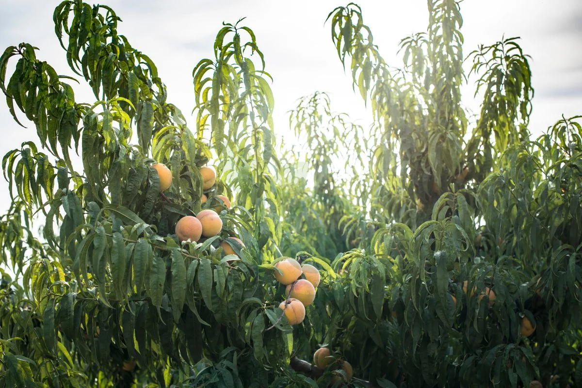 Can You Grow Peach Trees in Wisconsin: Cultivating Tips & Strategies