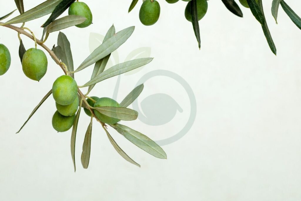 Can You Grow an Olive Tree Indoors
