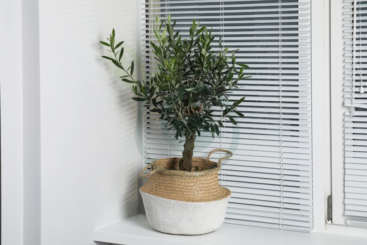 Can You Grow an Olive Tree Indoors: Tips for Success