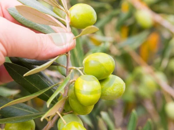 Can You Grow an Olive Tree from a Cutting: Step-by-Step Guide