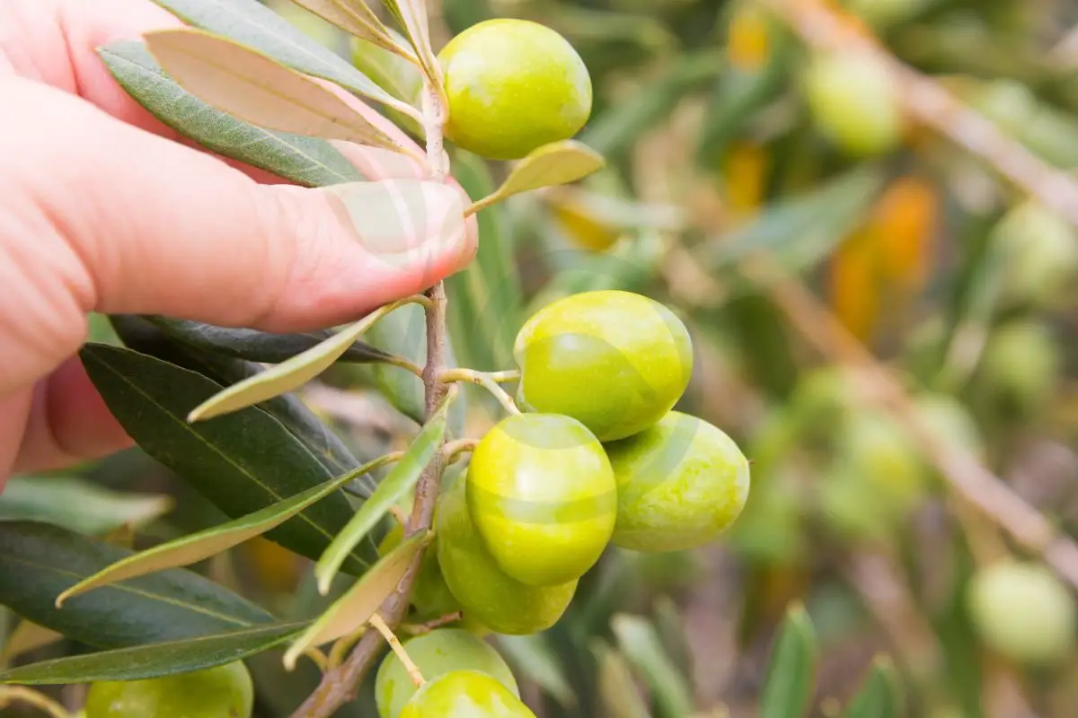 Can You Grow an Olive Tree from a Cutting: Step-by-Step Guide