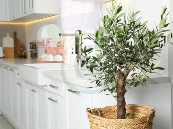 Can You Grow an Olive Tree in a Pot? Essential Tips for Success