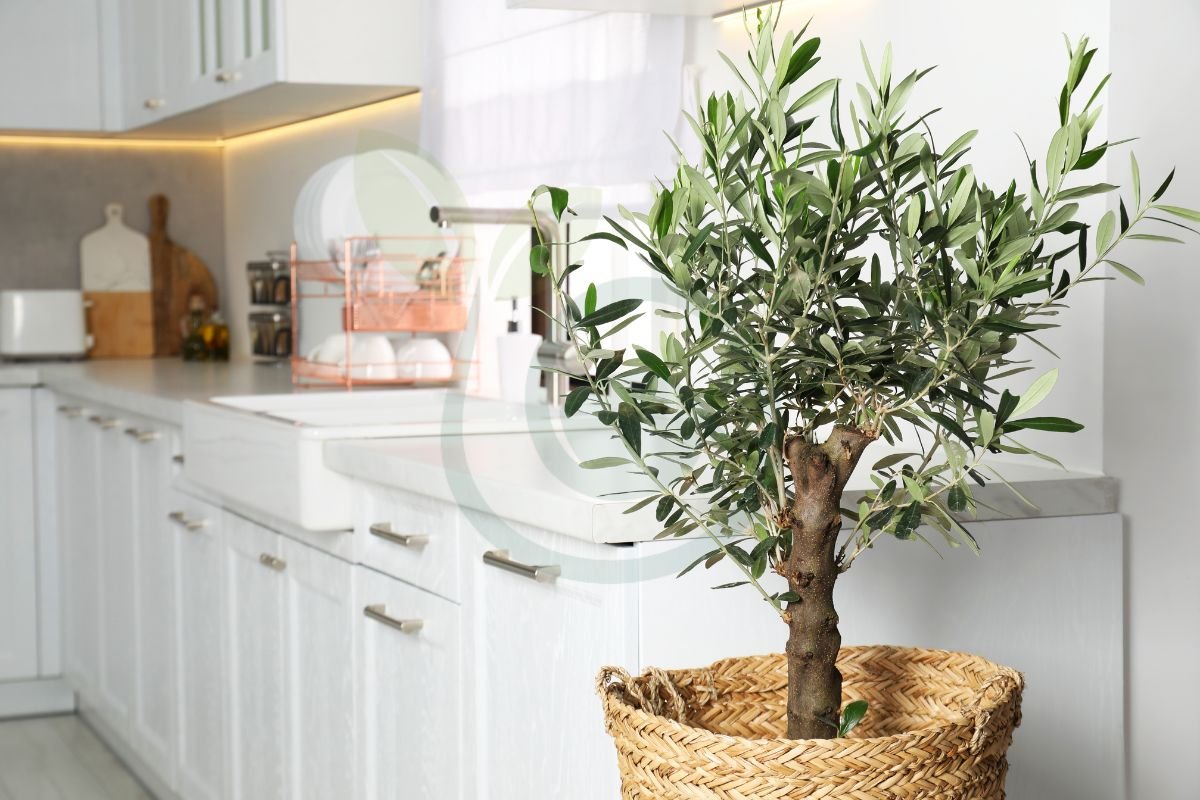 Can You Grow an Olive Tree in a Pot? Essential Tips for Success