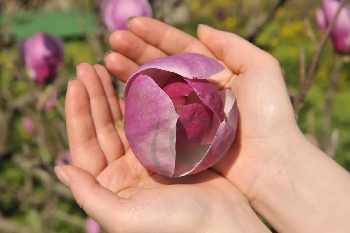 How Long Do Magnolia Trees Live? Factors, Care & Varieties