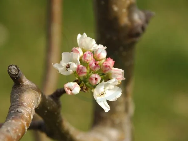 Where to Buy Cleveland Pear Tree: Planting, Care & More