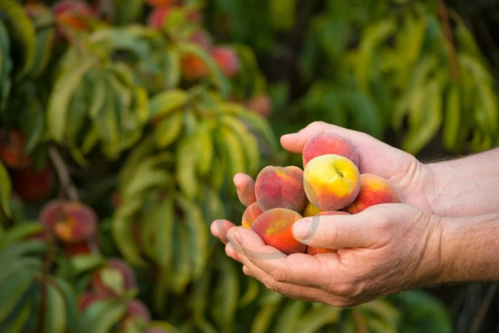 Cultivating Peaches