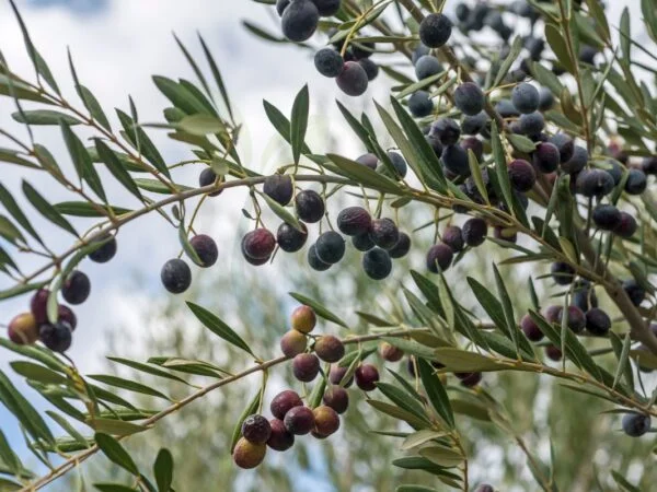 Do You Need to Protect Olive Trees from Frost? Winterizing Tips