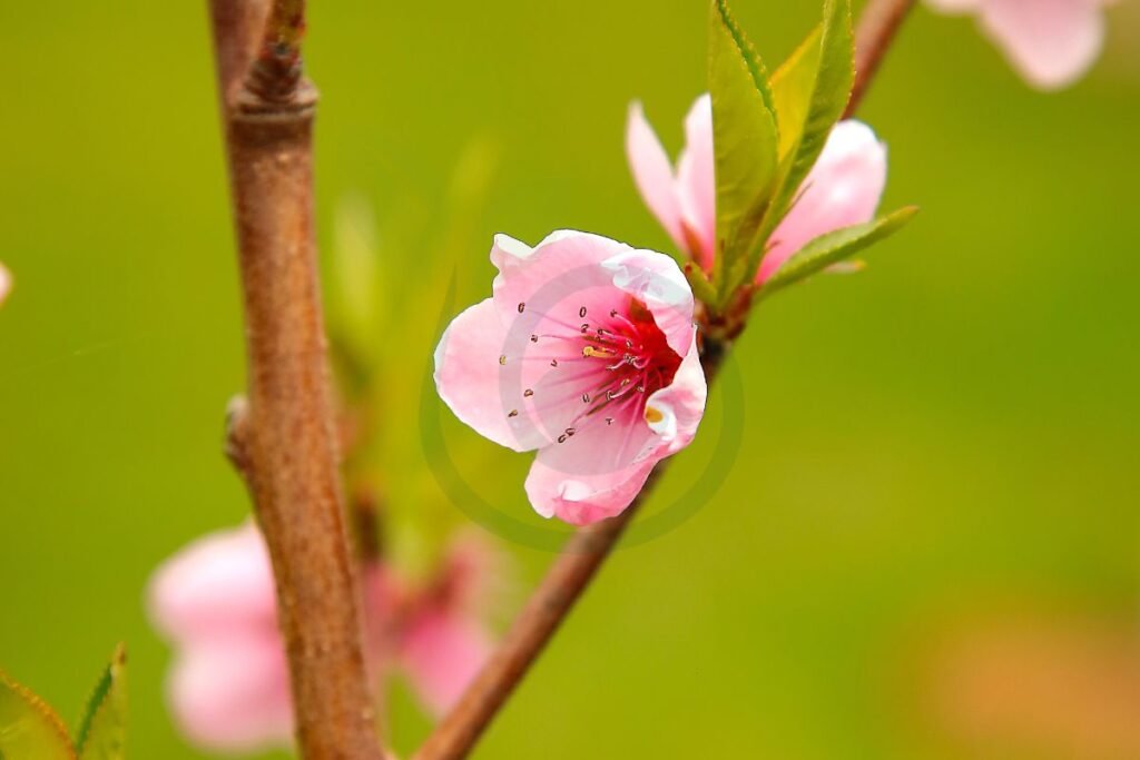 Early Blooming Prevention Peach