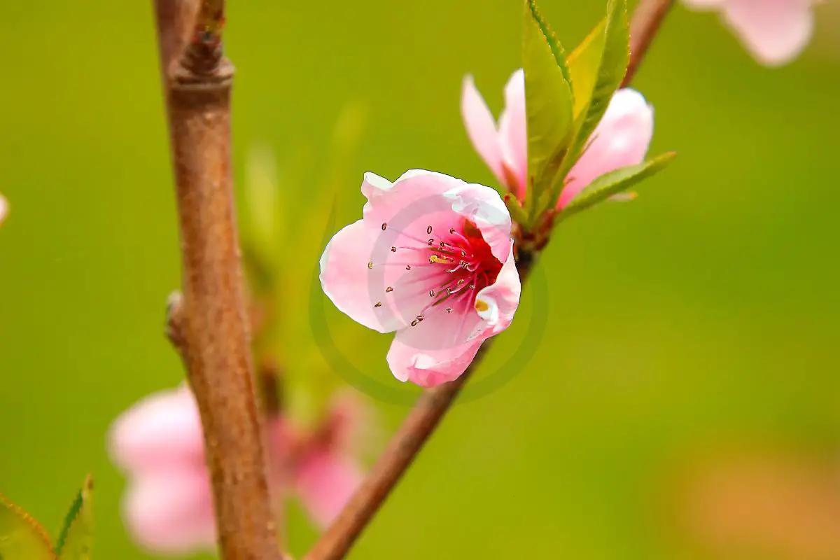 How To Protect Peach Tree Blossoms From Frost Practical Strategies